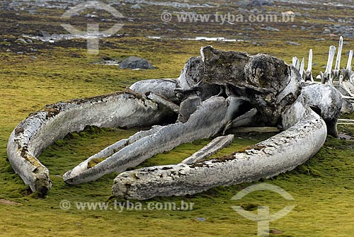  Subject: Young whale bones mounted by Jacques Custeau, next to Comandante Ferraz Brazilian Antarctic Base / Place: Antarctic Peninsula / Date: 11/2008 
