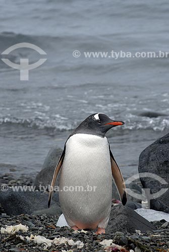  Subject: Papua Penguin (red beak) / Place: Admiralty Bay / Date: 11/2008 