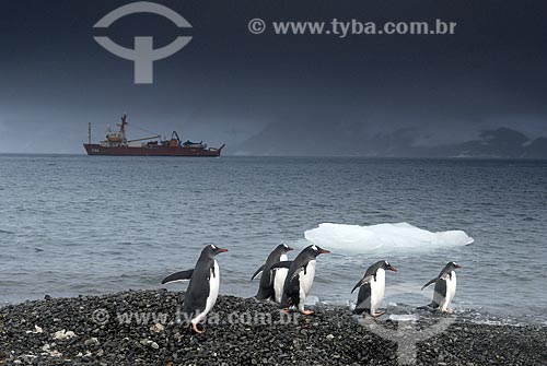  Subject: Papua penguins walking through Admiralty Bay with Ary Rongel Oceanographical Ship in the background / Place: Antarctic Peninsula / Date: 11/2008 