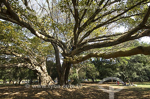 Subject: Fig tree (Ficus Benghalensis) in Parque do Ibirapuera (Ibirapuera Park) / Place: Sao Paulo city - Sao Paulo state - Brazil / Date: 2008 