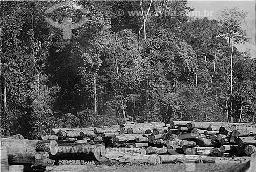  Subject: Wooden trunks cutted by eletric saw. Capemi Project / Place: Amazonia state - Brazil / Date: 1979 