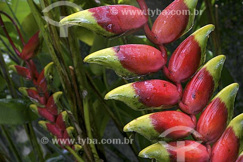  Subject: Heliconia (Heliconia rostrata) - Specie of flowering plant / Place: Atlantic Forest - Brazil / Date: 2007 