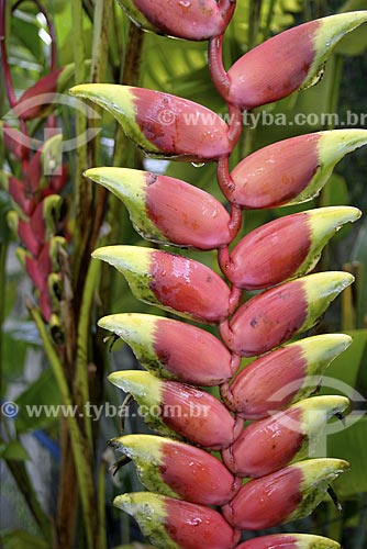  Subject: Heliconia (Heliconia rostrata) - Specie of flowering plant / Place: Atlantic Forest - Brazil / Date: 2007 