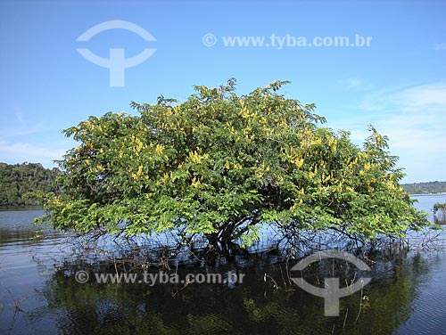  Subject: Mari-mari Tree (Cassia leiandra) - Silves Lake - Near Amazonas River / Place: Silves City - Amazonas State - Brazil / Date: September 2003 