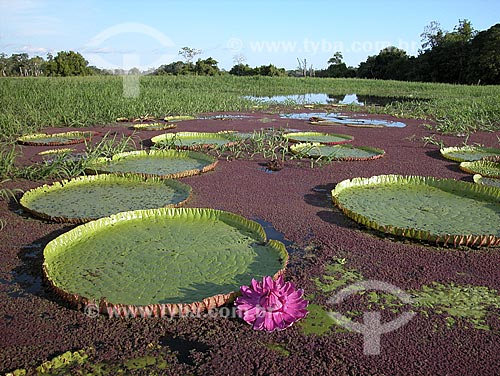  Subject: Victoria regia (Victoria amazonica) - also known as Amazon Water Lily or Giant Water Lily - Purema Lake / Place: Near Silves City - Amazonas State - Brazil / Date: September 2003 