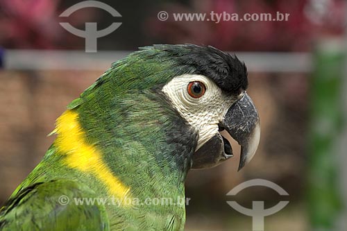  Subject: Yellow Collared Macaw (Propyrrhura auricollis) / Place: Bolívia / Date: April 2006 