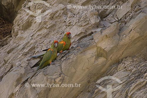  Subject: Red-fronted Macaws (Ara rubrogenys) - This species is endemic to Bolivia and an endangered species / Place: Department of Cochabamba - Bolivia / Date: April 2006 