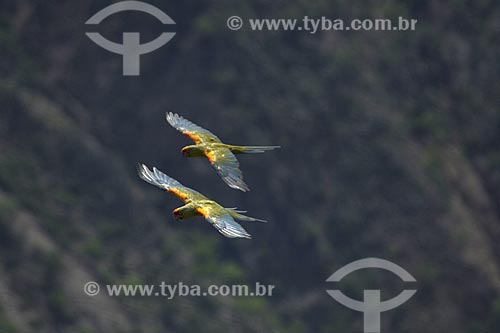  Subject: Red-fronted Macaws (Ara rubrogenys) - This species is endemic to Bolivia and an endangered species / Place: Department of Cochabamba - Bolivia / Date: April 2006 