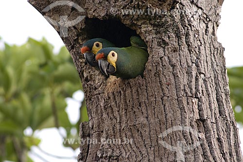  Subject: Couple of Blue-winged Macaw at the door of the nest / Place: Near Alvinlandia City - Sao Paulo State - Brazil / Date: October 2006 