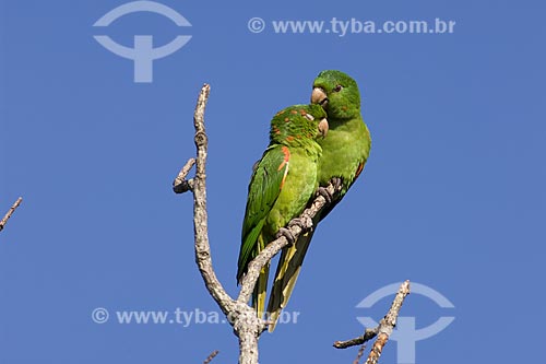  Subject: Couple of White-eyed Conure or White-eyed Parakeet (Aratinga leucophthalmus) / Place: Alvinlandia City - Sao paulo State - Brazil / Date: October 2006 