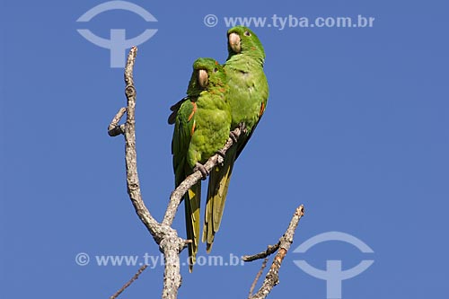  Subject: Couple of White-eyed Conure or White-eyed Parakeet (Aratinga leucophthalmus) / Place: Alvinlandia City - Sao paulo State - Brazil / Date: October 2006 