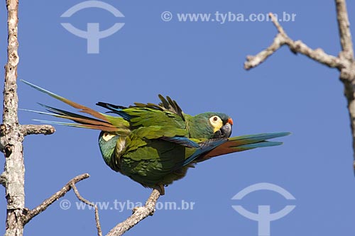  Subject: Couple of Blue-winged Macaw / Place: Near Alvinlandia City - Sao Paulo State - Brazil / Date: October 2006 