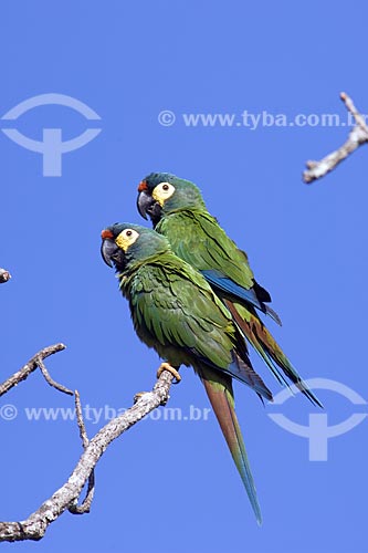  Subject: Couple of Blue-winged Macaw / Place: Near Alvinlandia City - Sao Paulo State - Brazil / Date: October 2006 