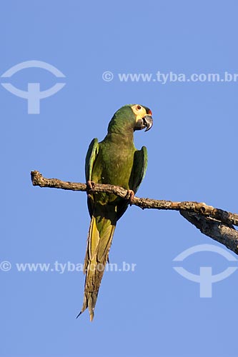  Subject: Blue-winged Macaw / Place: Near Alvinlandia City - Sao Paulo State - Brazil / Date: October 2006 