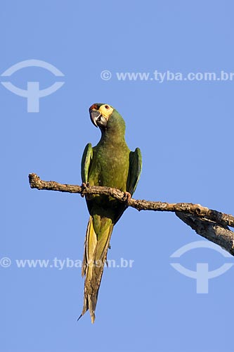  Subject: Blue-winged Macaw / Place: Near Alvinlandia City - Sao Paulo State - Brazil / Date: October 2006 