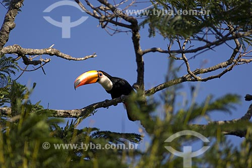  Subject: (Ramphastos toco) Toco Toucan / Place: Alvinlandia City - Sao Paulo State - Brazil / Date: October 2006 
