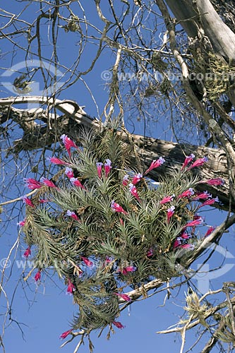  Subject: Bromeliad (Tillandsia tenuifolia) / Place: Alvinlandia City - Sao Paulo State - Brazil / Date: October 2006 