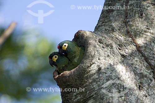  Subject: Couple of Blue-winged Macaw at the door of the nest / Place: Near Alvinlandia City - Sao Paulo State - Brazil / Date: October 2006 