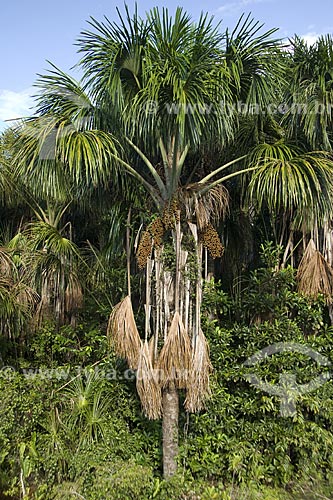  Subject: Buriti palm tree (Mauritia vinifera) by the BR-174 road (Manaus - Boa Vista) / Place: Amazonas State - Brazil / Date: January 2006 
