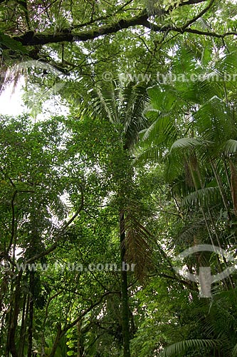  Subject: Bataua or Pataua Palm Tree (Oenocarpus bataua) / Place: Emilio Goeldi Museum - Belem City - Para State - Brazil / Date: February 2009 