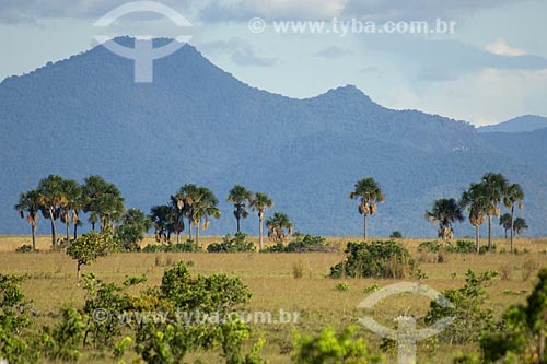  Subject: Buriti palm trees (Mauritia flexuosa) - Lavrado (Savanna region of Roraima) of Roraima - border of Brazil with Guyana / Place: Road Boa Vista-Bonfim Cities - Roraima State - Brazil / Date: January 2006 