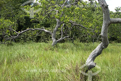  Subject: Vegetation - Lavrado (Savanna region of Roraima) of Roraima / Place: Maraca Island - Roraima State - Brazil / Date: January 2006 