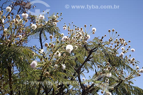  Subject: Flowers of Angiquinho (Mimosa decorticans) - Chapada dos veadeiros National Park / Place: Goias State - Brazil / Date: July 2007 
