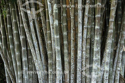  Subject: Bamboos / Place: Near Alto Paraiso de Goias City - Goias State - Brazil / Date: July 2007 