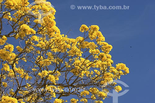  Subject: Yellow Ipe Tree (Tabebuia aurea) / Place: Chapada dos Veadeiros National Park - Goias State - Brazil / Date: July 2007 