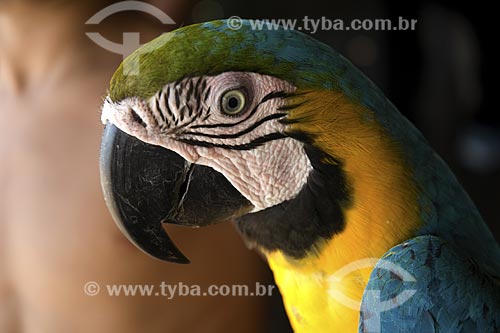  Subject: Blue-and-yellow Macaw (Ara ararauna) / Place: Amazon State - Brazil / Date: June 2007 