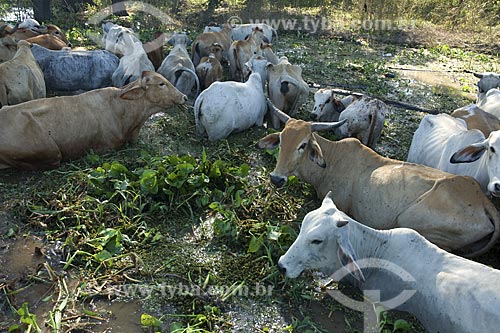  Subject: Cattle raising / Place: Near Manaus City - Amazonas State - Brazil / Date: June 2007 