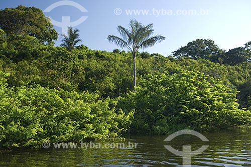  Subject: Igapo, a flooded section of the forest / Place: Amazonas State - Brazil / Date: June 2007 