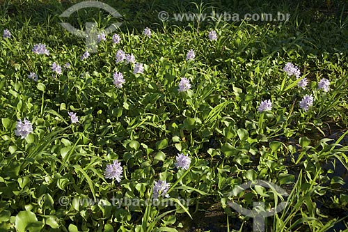 Subject: (Eichhornia crassipes) Water hyacinth - Lake of Amazonas River / Place: Amazoas State - Brazil / Date: June 2007 