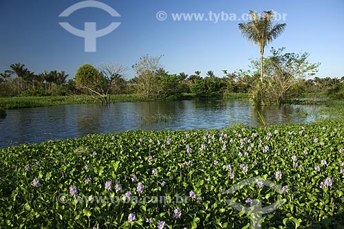  Subject: (Eichhornia crassipes) Water hyacinth - Lake of Amazonas River / Place: Amazoas State - Brazil / Date: June 2007 