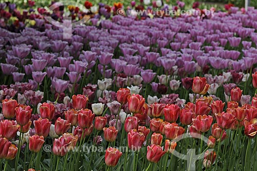  Subject: Tulips in Keukenhof Park, next to Amsterdam / Place: Keukenhof - Netherlands / Date: May 2009 