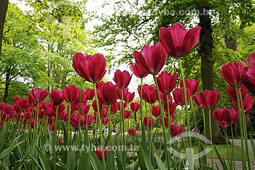 Subject: Tulips in Keukenhof Park, next to Amsterdam / Place: Keukenhof - Netherlands / Date: May 2009 