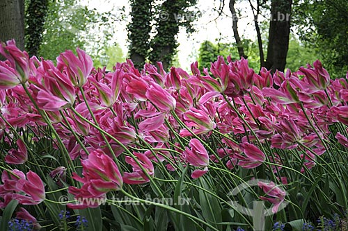  Subject: Flowers in Keukenhof Park, next to Amsterdam / Place: Keukenhof - Netherlands / Date: May 2009 