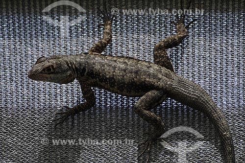 Subject: Lizard at Botanic Park / Place: Vitoria - Espirito Santo state - Brazil / Date: March 2008 