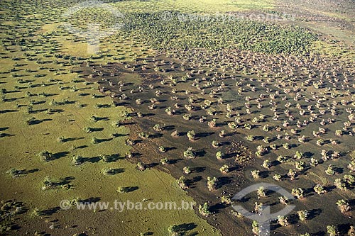  Subject: Aerial view of a burned area in the Cerrado (brazilian savanna) region / Place: near Sao Felix do Araguaia city - Mato Grosso state - Brazil / Date: June 2006 