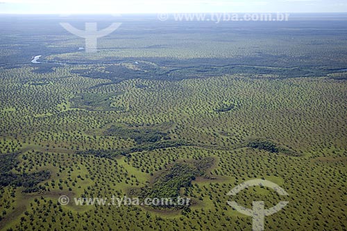  Subject: Cerrado (brazilian savanna) of the Araguaia National Park in Bananal island / Place: Tocantins state - Brazil / Date: June 2006 