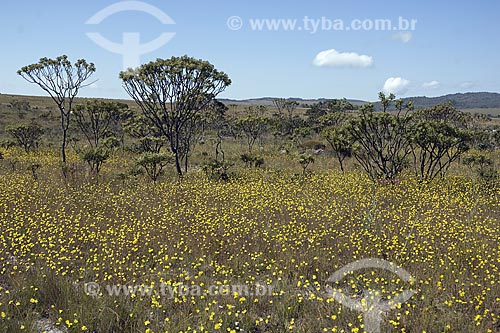 Subject: Cerrado (brazilian savanna) in the Chapada dos Veadeiros National Park - Flowering rocky grassland / Place: near Alto Paraiso de Goias city - Goias state - Brazil / Date: June 2006 