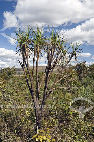  Subject: Vellosia sp. tree in the Cerrado (brazilian savanna) - Chapada dos Veadeiros National Park / Place: near Alto Paraíso city - Goias state - Brazil / Date: June 2006 