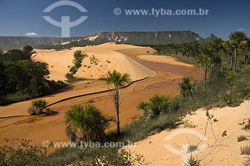  Subject: Buriti palms (Mauritia flexuosa) in the sand dunes of Jalapao State Park / Place: Tocantins state - Brazil / Date: June 2006 