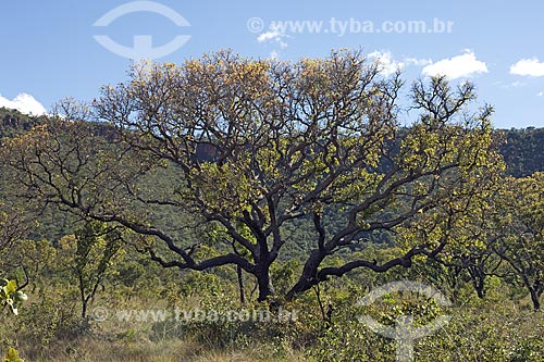  Subject: Cerrado (brazilian savanna) tree in Jalapao State Park / Place: Tocantins state - Brazil / Date: June 2006 