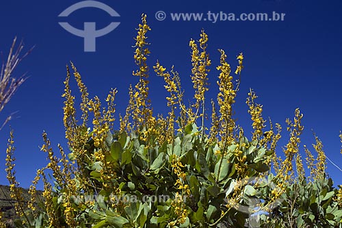  Subject: Cerrado (brazilian savanna) bush flowers in Lajeado ridge / Place: Tocantins state - Brazil / Date: June 2006 