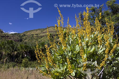  Subject: Cerrado (brazilian savanna) bush flowers in Lajeado ridge / Place: Tocantins state - Brazil / Date: June 2006 