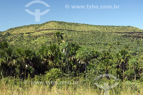  Subject: Buriti palms in Lajeado ridge / Place: Tocantins state - Brazil / Date: June 2006 