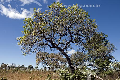  Subject: Cerrado (brazilian savanna) tree at Lajeado ridge / Place: Tocantins state - Brazil / Date: June 2006 