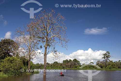  Subject: Fisherman and mungubeira tree(Pseudobombax munguba) with a lot of fruits in Amazon lowland forest / Place: Para state - Brazil / Date: June 2006 