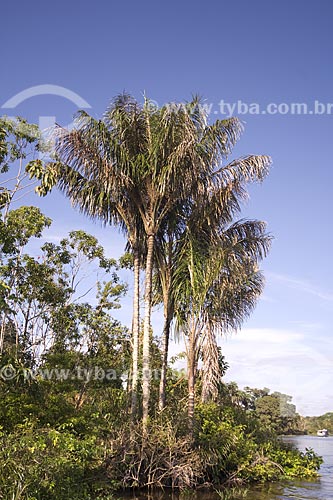  Subject: Amazon lowland rainforest with Jauari Palms (Astrocaryum jauari) at Amazonas River margin / Place: Para state - Brazil / Date: June 2006                                                            *This is not a protected area 